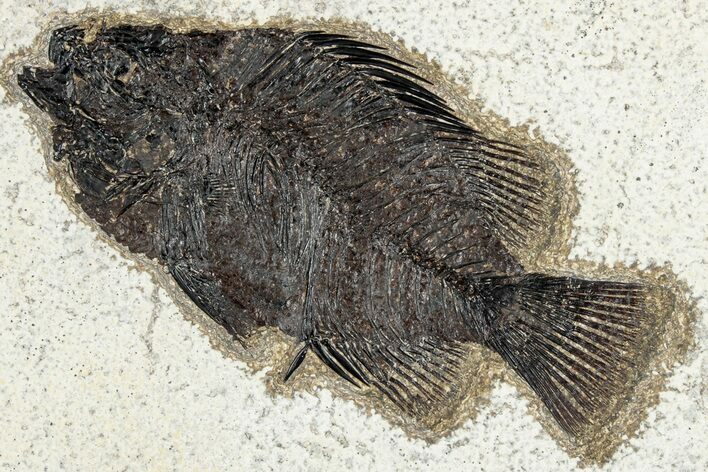 Fossil Fish (Cockerellites) - Wyoming #292407